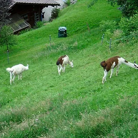 Seeblick Mit Anbindung An Ein 4-sterne-hotel ホテル 2*